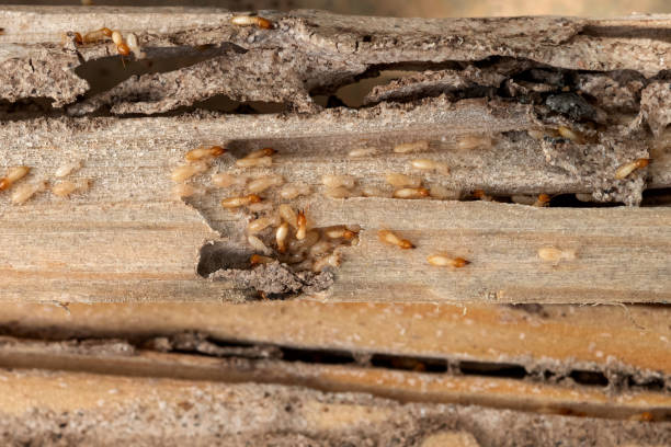 Best Cockroach Control Services  in Brownsboro, TX